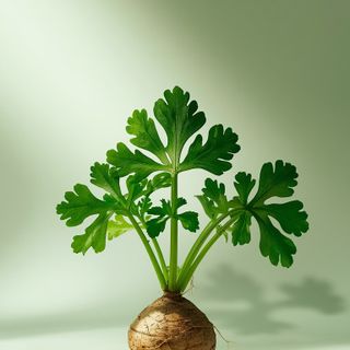 Therapeutic Properties and Uses of Parsley Root and Parsley Oil – How Is Parsley Root Used?
