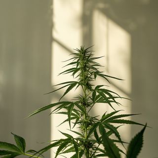 Essential Information About Hemp and Its Varieties