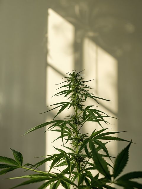 Essential Information About Hemp and Its Varieties