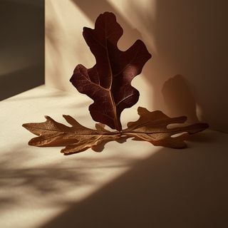 Oak Bark – Properties, Applications, and Cuttings from Oak Bark