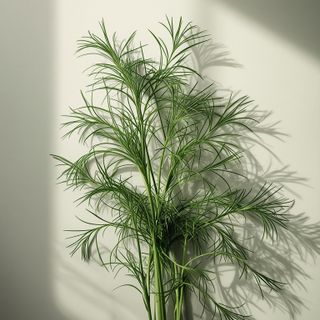 Italienischer Dill – Eigenschaften, Preis, wo kaufen, Rezepte