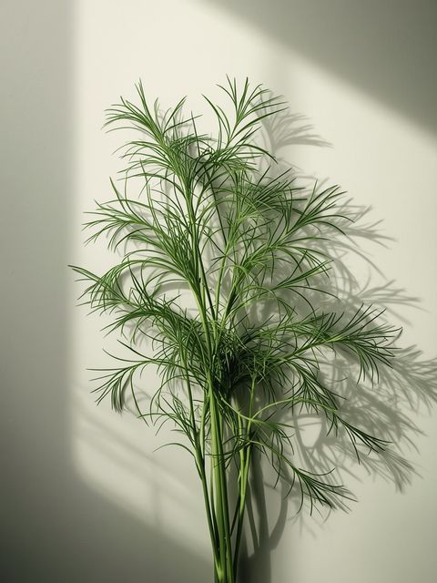 Italian Dill – Properties, Price, Where to Buy, Recipes