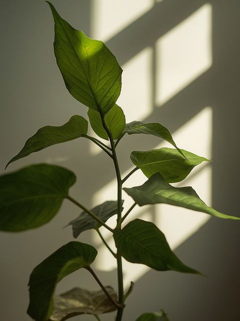 Effects and Dosage of Kudzu Root. Contraindications and Side Effects