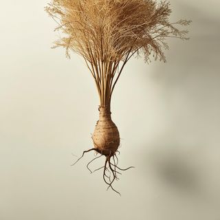 Burdock Root – Properties and Uses. Burdock for Consumption