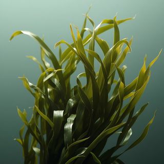 Seaweed – Types, Properties and Uses of Seaweed
