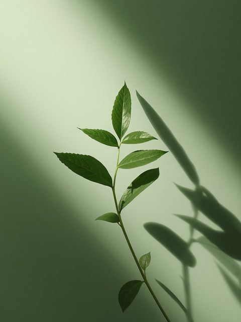 Właściwości, zastosowanie i syrop z liści babki lancetowatej (*Plantago lanceolata*) – do leczenia ran