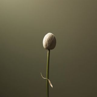 Application and Efficacy of Astonishing "Health Seeds" from <i>Plantago media</i> (Babka Płesznik)