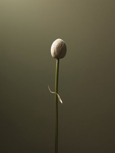 Application and Efficacy of Astonishing "Health Seeds" from <i>Plantago media</i> (Babka Płesznik)