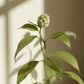 Boswellia serrata – ein unterschätztes Mittel für die Gelenke