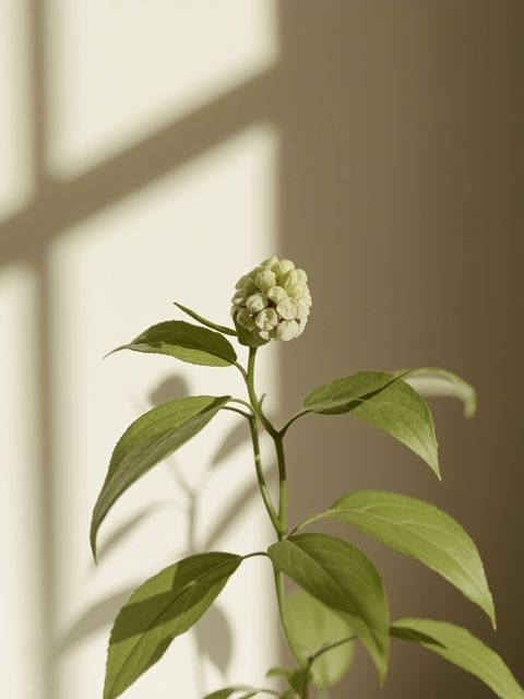 Boswellia serrata – niedoceniany środek na stawy