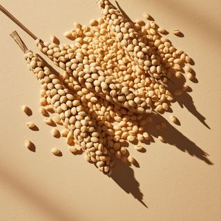 Sesame – varieties, characteristics, application, guidelines