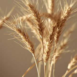 Seeds from flax