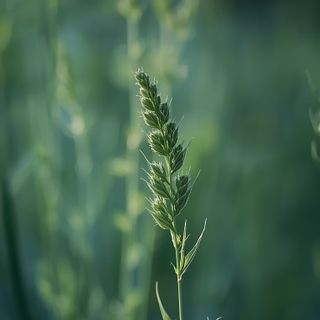Common horsetail - Medicinal properties... Common horsetail for consumption