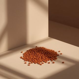Red lentil variety