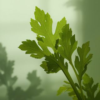 Celeriac – characteristics, juice, recipes... Leaves of celery