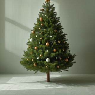 Is it genuinely a fact about Christmas tree – what does egg protein hide?