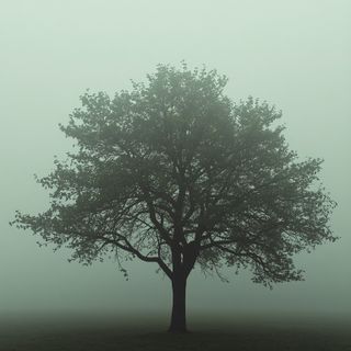 Treatment with trees - indications and contraindications for therapy using trees