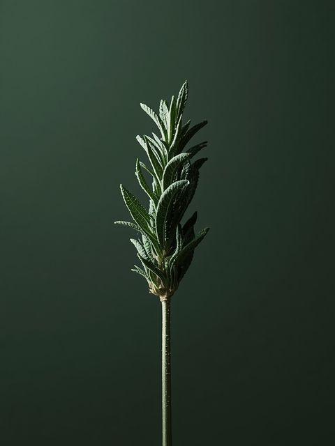 Sage - Types, effects, side effects... What is sage useful for?