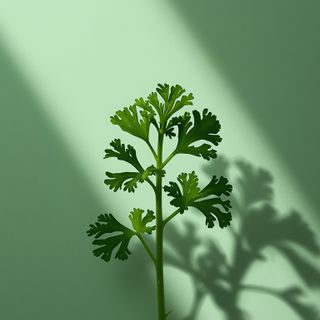 Parsley stem