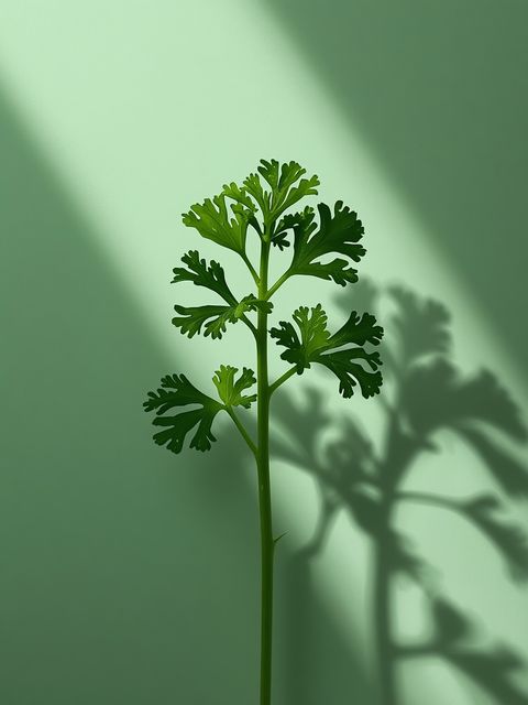 Parsley stem