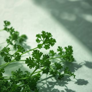 Petersilie – Kultivierung, Eigenschaften und Vitamine... Kann man Petersilie einfrieren?
