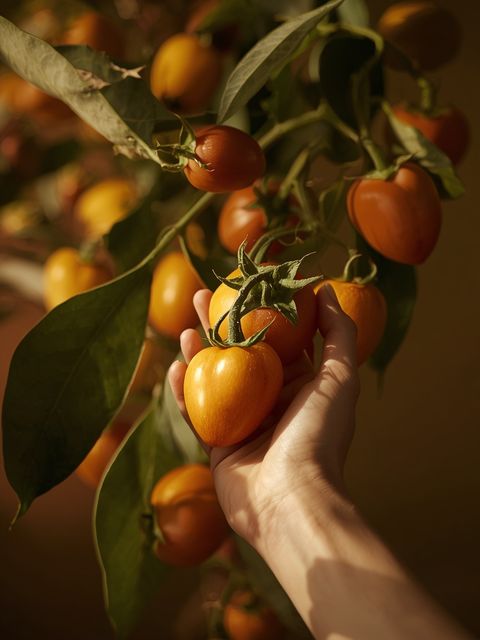 Tamarillo - Characteristics, nutritional values, and utilization of tree tomato