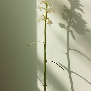 Scutellaria baicalensis – characteristics, application, costs, method of use
