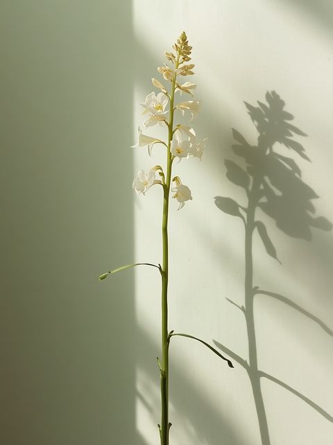 Scutellaria baicalensis – characteristics, application, costs, method of use