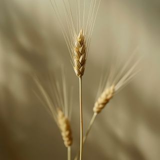 Barley sprouts – composition, properties, and application possibilities