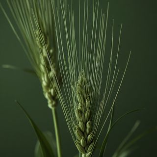 Wheatgrass - Breeding, Attributes and Available Product Forms