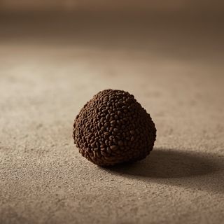 Trüffel – Eigenschaften, Aroma, Preis und Vorkommen