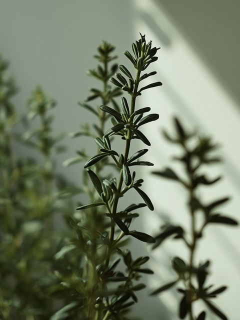 Thyme - a star among culinary herbs