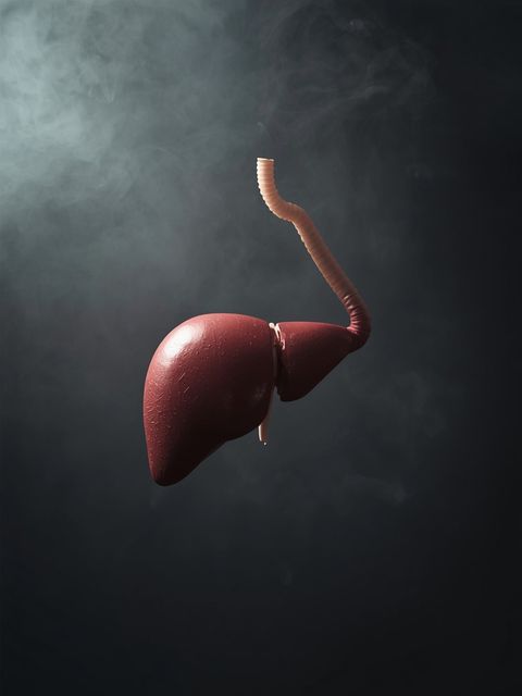 The Liver - Composition and Functions of the Largest Internal Secretory Organ in the Human Body