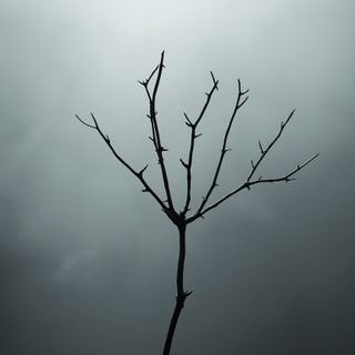 "The Forked Thorn" and its potential consequences