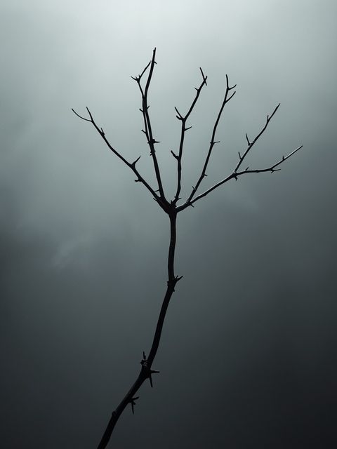 "The Forked Thorn" and its potential consequences