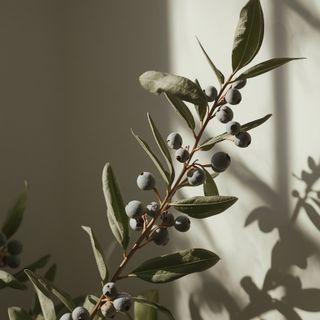 Grayberry – application and medicinal and cosmetic attributes