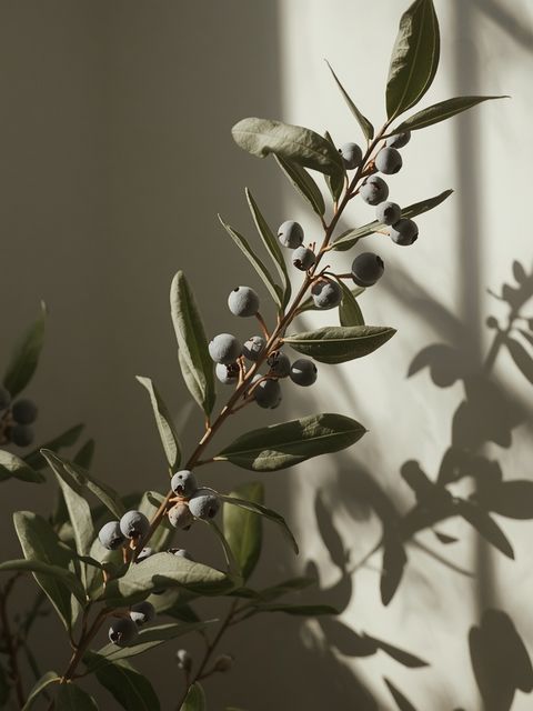 Grayberry – application and medicinal and cosmetic attributes