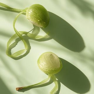 Chlorella - composition, mode of action, application, recipe for use