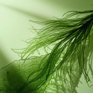 Chlorella Algae - outcomes, accessibility, cost, potential adverse effects