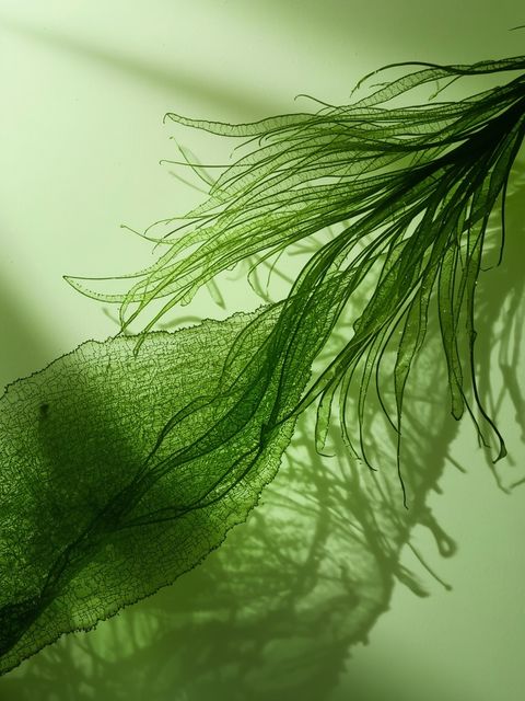 Chlorella Algae - outcomes, accessibility, cost, potential adverse effects