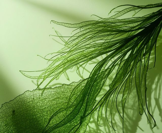 Chlorella Algae - outcomes, accessibility, cost, potential adverse effects