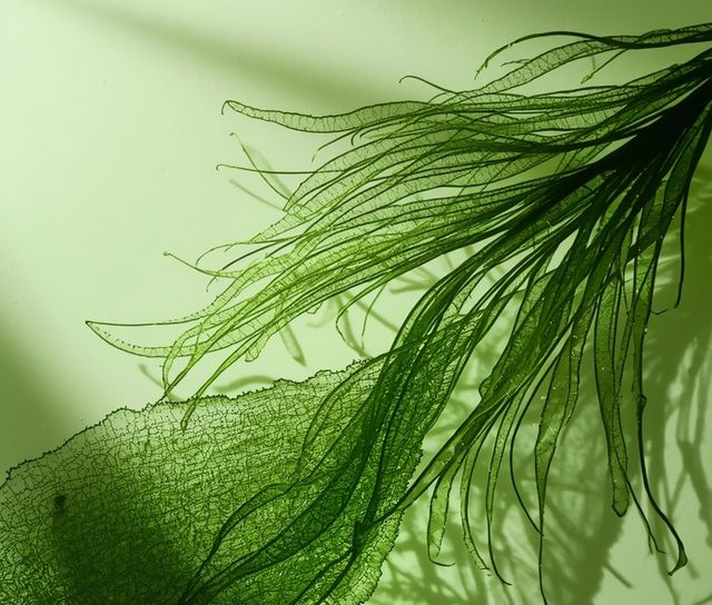 Chlorella Algae - outcomes, accessibility, cost, potential adverse effects
