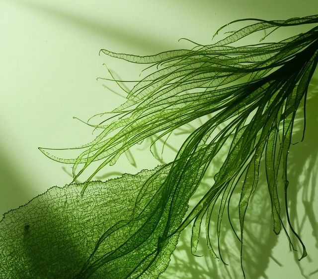 Glon Chlorella - skutki, dostępność, koszt, potencjalne działania niepożądane