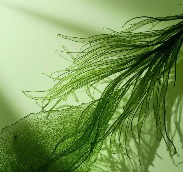 Chlorella Algae - outcomes, accessibility, cost, potential adverse effects