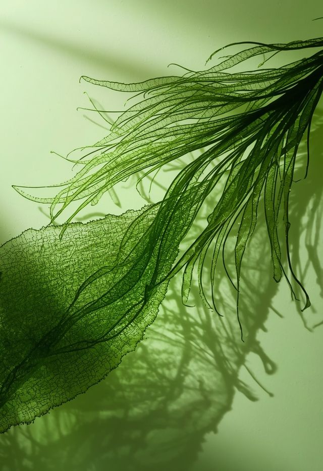 Chlorella Algae - outcomes, accessibility, cost, potential adverse effects