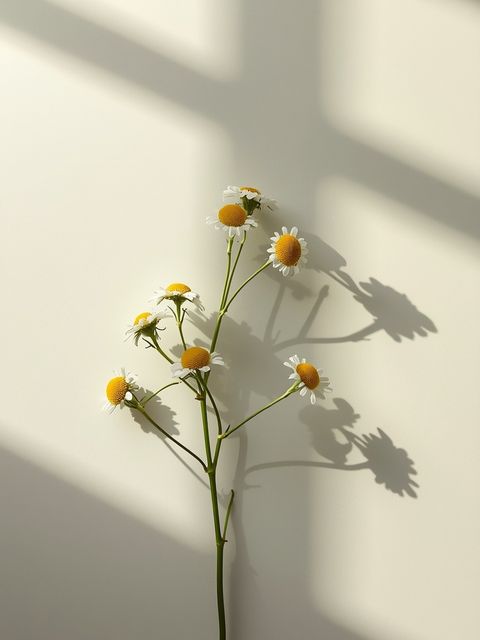 Chamomile cultivation, traits, usage