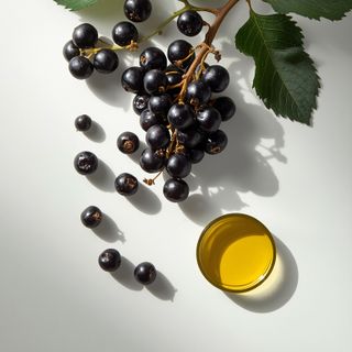 Heilmittel - Blatt und Öl aus der Schwarzen Johannisbeere