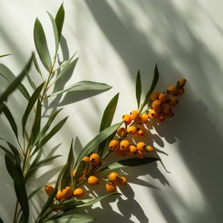 Seaberry - Wirkungen und Verwendung in der Kräutermedizin