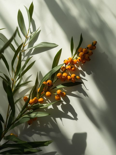 Sea Buckthorn - medicinal properties and applications in phytotherapy