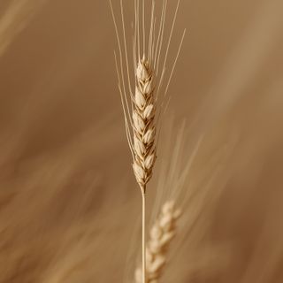 Ist das tatsächlich der Grund, warum Hartweizen (Durum) anderen Weizensorten überlegen ist?